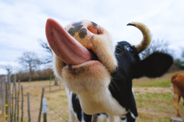 Holstein cow being funny farm animal with tongue out.