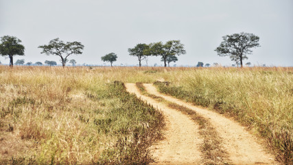 Dirt road in Mikumi National Park, Tanzania, Africa.