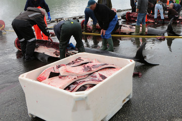 The killed black dolphins are being cut by the inhabitants of the commune of Runavik, Faroe Islands