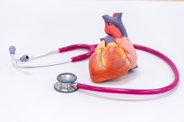 Human heart model with stethoscope.