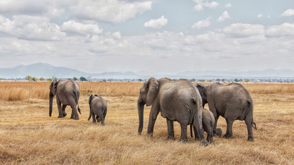 Naklejka na ściany i meble Elephants walking in a row in Mikumi National park, Tanzania, Africa.