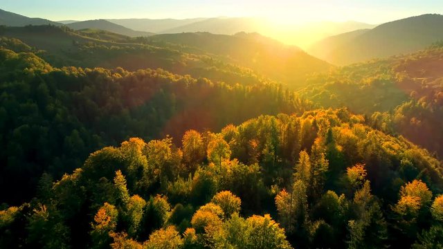 Beautiful Autmn forest shining at sunset. Flying above Colorful mountain flora