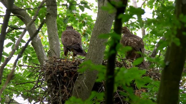 Common buzzard (Buteo buteo) chick defecating
