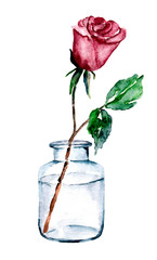 Rose, watercolor drawing, greeting cards design. Love story illustrations. Isolated on white.