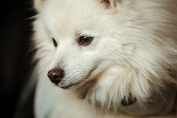 Fototapeta premium Close up of dog face
