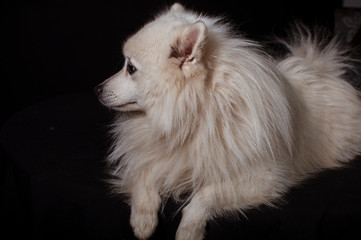 White small dog