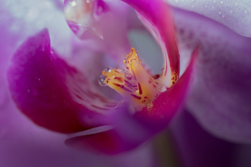 Fototapeta na wymiar closeup of orchids flower