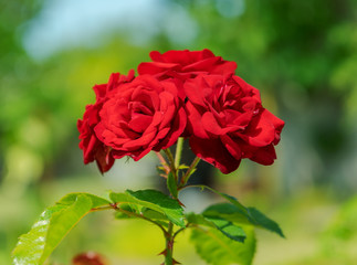 Beautiful blooming red roses in the green garden close up