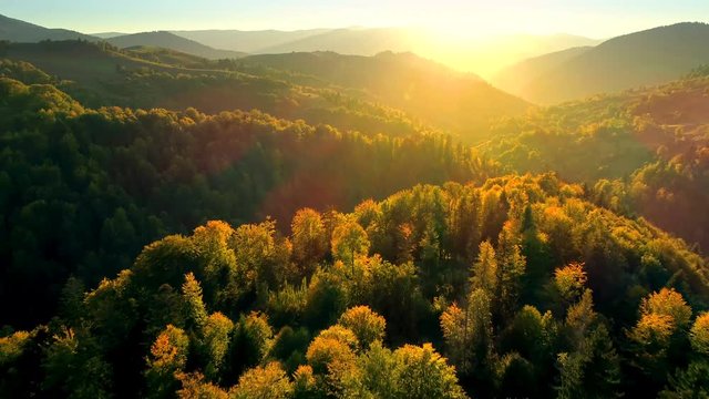 Beautiful Autmn forest shining at sunset. Flying above Colorful mountain flora
