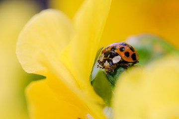 ladybug on flower