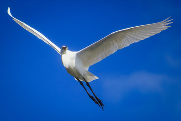 Flying Stork