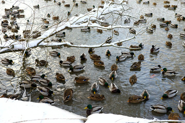Gray ducks floated to the shore, winter snow-covered pond.