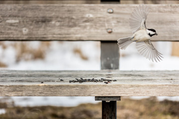 Chickadee Taking Off