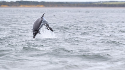 Playful wild bottlenose dolphin tursiops truncatus