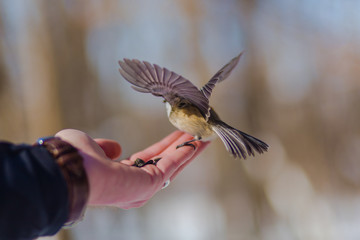 Chickadee Taking Off