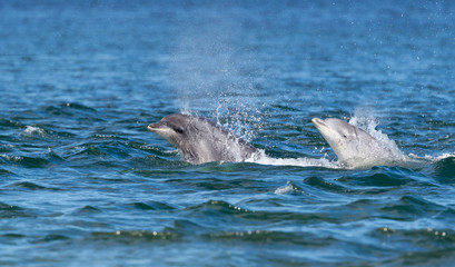 Playful wild bottlenose dolphin tursiops truncatus