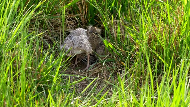 Crested lark (Galerida cristata) feeding chicks in nest