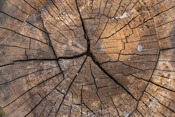 The cracks on a piece of old wood