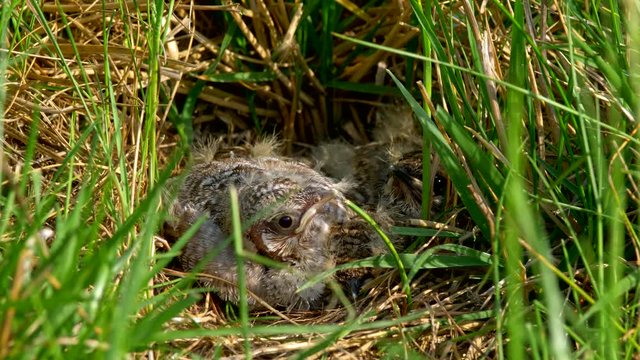 Crested lark (Galerida cristata) feeding chicks in nest