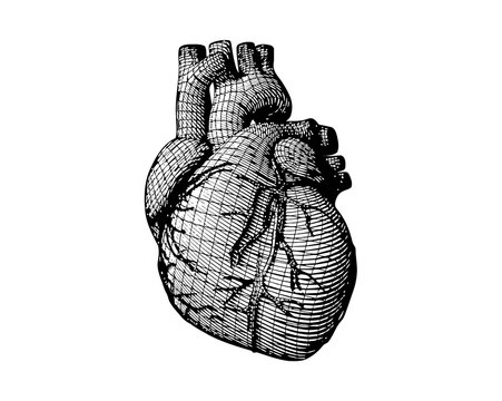 Engraving human heart with wireframe on white BG