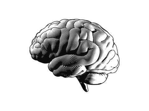Engraving side view brain illustration on white BG
