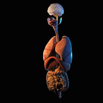 Internal organs 3d render isolated on black