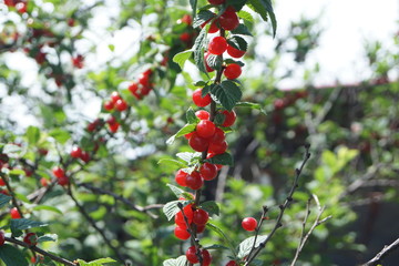 cherry berries on a tree branch