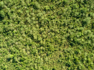 Natural green background - aerial view of tropical bushes
