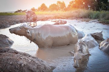 water buffalo in mud pond relaxes time animal in the mountain - Buffalo field Asia