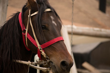 Obraz premium horse's head. Dark horse in harness. close-up