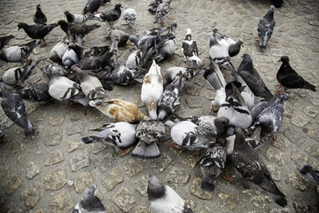 Pigeons in the square