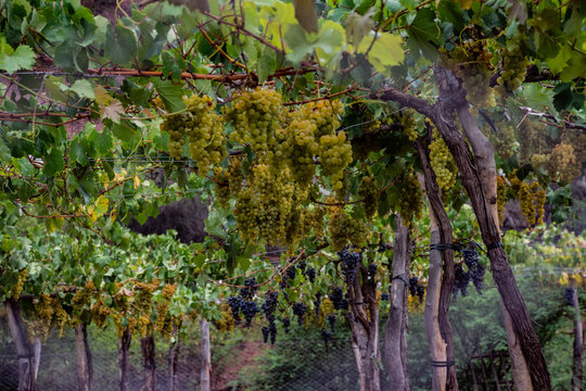 parras con uvas