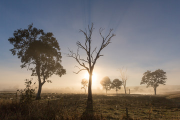 Obraz premium Tree silhouette in foggy sunrise, Queensland, Australia