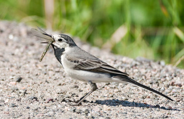 A white wagtail swallowing a dragonfly