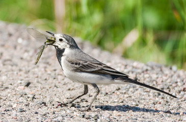 A white wagtail swallowing a dragonfly