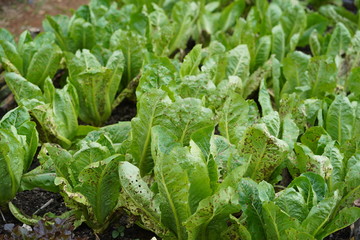 Green Cos lettuce plant in organic garden.
