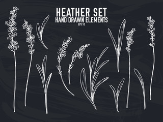 Vector collection of hand drawn chalk heather - obrazy, fototapety, plakaty