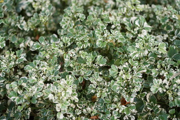Fototapeta premium Top view of Polyscias app., Beautiful nature background in the garden.