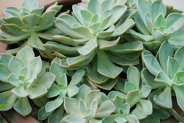 Fototapeta premium Succulent Echeveria plant, kalanchoe blossfeldiana.