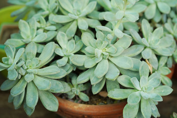 Succulent Echeveria plant, kalanchoe blossfeldiana.