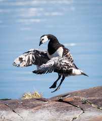 A barnacke goose (Branta leucopsis) jumping