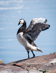 A barnacle goose (Branta leucopsis) flapping its fings