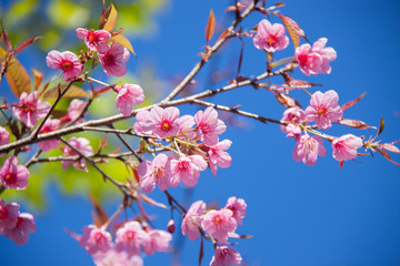 cherry blossom