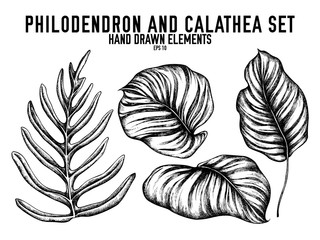 Vector collection of hand drawn black and white philodendron, calathea