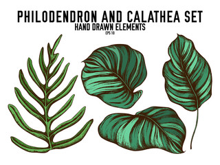 Vector collection of hand drawn colored  philodendron, calathea