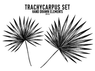 Vector collection of hand drawn black and white trachycarpus