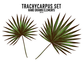 Vector collection of hand drawn colored  trachycarpus