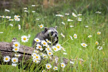 Baby Raccoon Seeming to Consider the Beauty of Wild Daisies © Evelyn