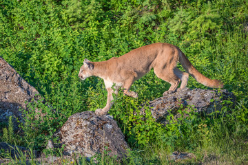 Mountain Lion using Boulders as Stepping Stones over the Bright Green Long Grass