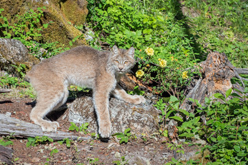 Canada Lynx in a Boulder-Strewn Hillside with Wild Roses in the Background